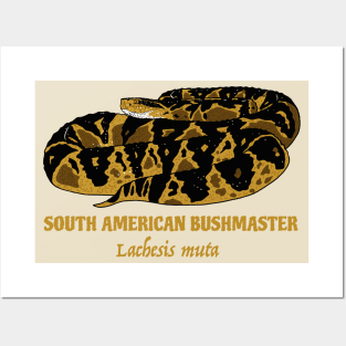 South American Bushmaster Lachesis Muta Posters and Art